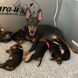Manchester Terrier puppies from Maximal Manchester Terriers