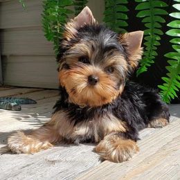 Yorkshire Terrier Puppies from LuvStruck Yorkies