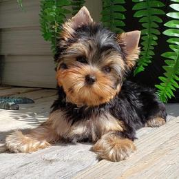 Yorkshire Terrier Puppies from LuvStruck Yorkies
