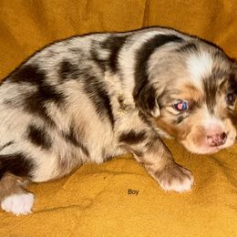 Red - Red merle male Miniature Australian Shepherd puppy in Pennsylvania from J&K Mini Aussies and Golden Retrievers
