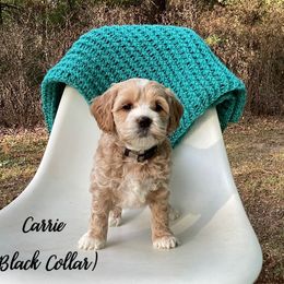 Australian Labradoodle Puppies from Doodles in Bloom