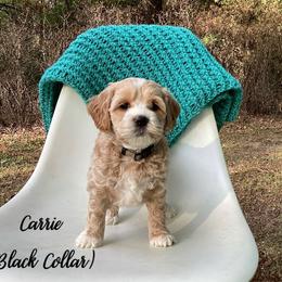 Australian Labradoodle Puppies from Doodles in Bloom