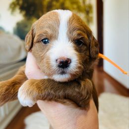 Hazel - Red  female Goldendoodle puppy in Denison, Iowa from Violet View Iowa Goldendoodles