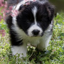 Border Collies from Juletoo Border Collies at Meadowcreek Farm