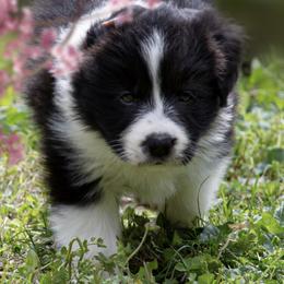 Border Collies from Juletoo Border Collies at Meadowcreek Farm
