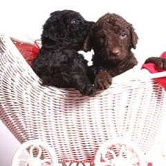 Curly-Coated Retriever Puppies from Tyneside Curlies