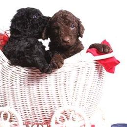 Curly-Coated Retriever Puppies from Tyneside Curlies