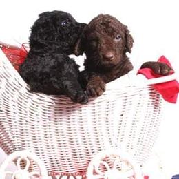 Curly-Coated Retriever Puppies from Tyneside Curlies