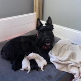 Golden Retriever and Scottish Terrier Puppies from Scottish Terriers and Goldens in Georgia