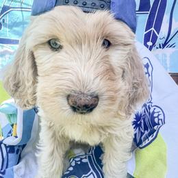 Goldendoodle Puppies from Lundee Doodles