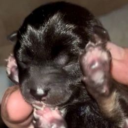 AKC B:T - Black and tan male Shiba Inu puppy in Clewiston, Florida from Animal Farm Shiba Inus & Mameshibas