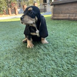 Boy 4 - Black brown and white male Basset Hound puppy in Cedartown, Georgia from Parris Manor Bassets