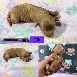 Ziti - Red female Cockapoo puppy in Clarks Summit, Pennsylvania from M&M Cockapoos