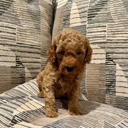 Gil - Red  male Goldendoodle puppy in Bells, Texas from Partridge Doodles and Poodles