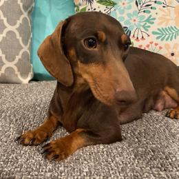 Tillie - Dachshund