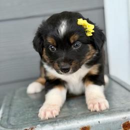 Yellow collar - Black tri-color female Aussiedoodle puppy in 32046, Florida from River Hill Ranch