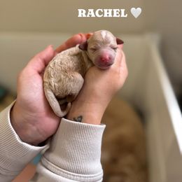 Rachel - Apricot female Goldendoodle puppy in Benton, Arkansas from Cozy Creek Doodles
