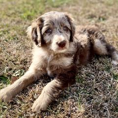 Assorted Doodle Crosses, Aussiedoodles, and Miniature Australian Shepherds from Aspen Mountain Doodles LLC