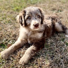 Assorted Doodle Crosses, Aussiedoodles, and Miniature Australian Shepherds from Aspen Mountain Doodles LLC