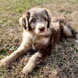 Assorted Doodle Crosses, Aussiedoodles, and Miniature Australian Shepherds from Aspen Mountain Doodles LLC