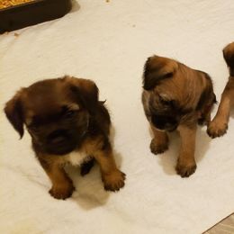 Border Terrier Puppies from Cornerstone Border Terriers