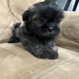 Stevie - Brindle female Shih Tzu puppy in Hibbing, Minnesota from Iron Range Shih Tzu and Puppies