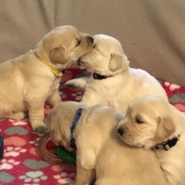 Golden Retriever Puppies from Goldnmine Kennels