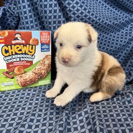 Chewy - Blue merle male Australian Shepherd puppy in Warsaw, Missouri from Siercks Ranch Aussies