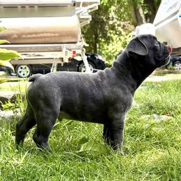 French Bulldog Puppies from Camarra King