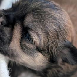 Alvin - Red and white male Shih Tzu puppy in Lostant, Illinois from Bella's Babies