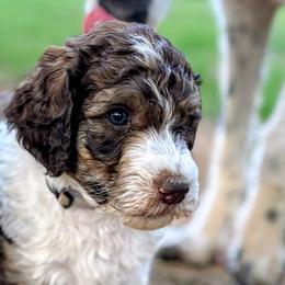 Aussiedoodles and Poodles from The Klepper Homestead