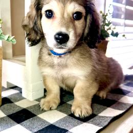 Blue collar male - Cream male Dachshund puppy in Wylie, Texas from Karas Royal Dachshunds