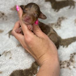 Doc AKC - Dapple male Dachshund puppy in Oklahoma City, Oklahoma from Barrett’s Doxie Farm