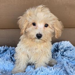 Royce - Cream male Maltipoo puppy in Lebanon, Kentucky from Mosaic Merle Doodles