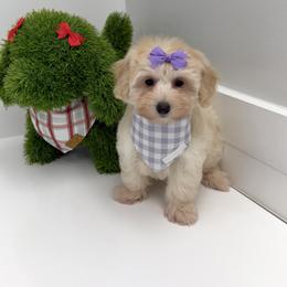 Joy - Cream female Maltipoo puppy in Buford, Georgia from Petite Posh Puppies