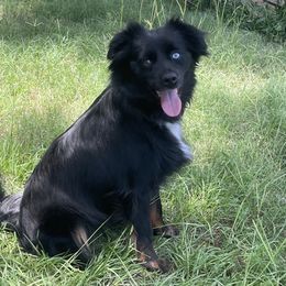 Mabel - Miniature Australian Shepherd