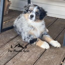 Australian Shepherd Puppies from Pine Mountain Aussies