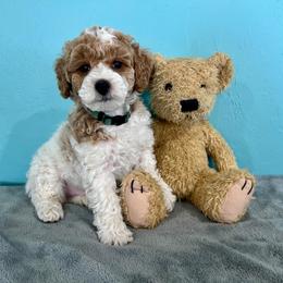 Crunch - Parti male Goldendoodle puppy in Pendleton, Oregon from Blushing Doodles