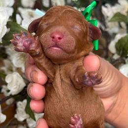 Zeus - Red  male Goldendoodle puppy in Yuciapa, California from AlltheDoodlez_