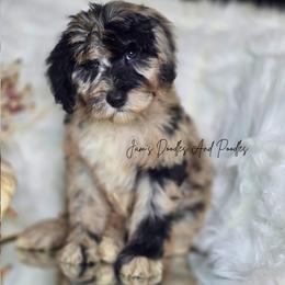Friday - Merle female Sheepadoodle puppy in Cleveland, Georgia from Jam's Doodles And Poodles