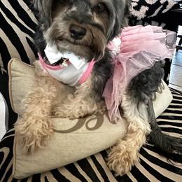 Tokyo - Black and tan female Yorkipoo puppy in Apple Valley, California from Boujeepups