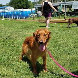 Hattie - Golden Retriever