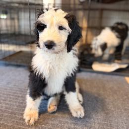 Sparkle - Black and white female Sheepadoodle puppy in Vernonia, Oregon from Life Unleashed Farm