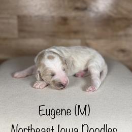 Eugene - Parti male Goldendoodle puppy in Cedar Falls, Iowa from Northeast Iowa Doodles