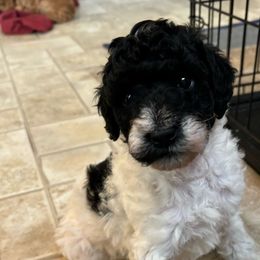 Atlas - Merle Labradoodle puppy in Lowville, New York from Double B Doodles