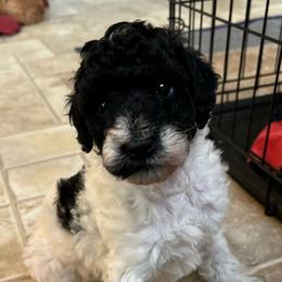 Atlas - Merle Labradoodle puppy in Lowville, New York from Double B Doodles