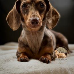 Izzy - Dachshund