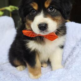 Please read the description - Black tri-color male Australian Shepherd puppy in Georgetown, California from Foothill Aussies