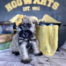 Miniature Schnauzer Puppies from Schnauzers on Robinson Lane