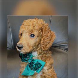 Valentine “Vally” - Red  Poodle puppy in Oceanside, New York from Anastasia STANDARD Poodles three four seven seven five four two three four five
